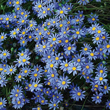 Blue rottnest island daisy seeds native australian 25 seeds pom pom plant seed. Blue Marguerite Garden Express