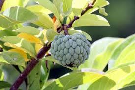 Rhum Arrange Zatte Ou Pomme Cannelle Recette De Cuisine Creole Ile De La Reunion Rhum Arrange Rhum Recette Rhum Arrange