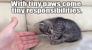 Top 25 Memes Of The Week Cheezburger Users Edition 86 Cat And Dog Memes Cat Memes Cute Animals