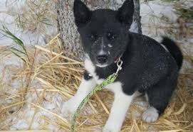 We also partner with many amazing we are very grateful to the following volunteer groups and their efforts to help you get your missing pet back home. Alberta Woman Tracks Down Lost Dogs After Losing Her Own Cbc News