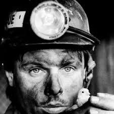 Tipler Pigeons Print