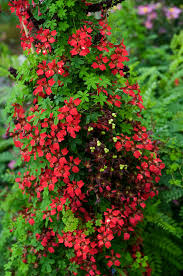 Image result for Tropaeolum