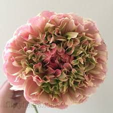 Open to the general public. Seattle Wholesale Growers Market Flirty Fleurs The Florist Blog Inspiration For Floral Designers