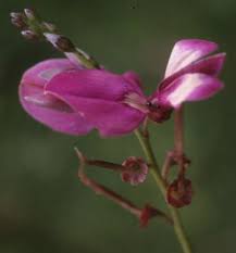 Image result for Indigofera filipes