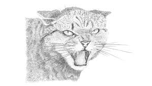 Understanding Cat Body Language Behaviour Purina To draw a cartoon cat, draw an oval for the body and a circle for the head, including a cross on the circle to guide you when drawing the face. understanding cat body language