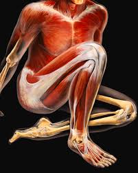The muscular system is responsible for the movement of the human body. Muscles And Tendons Photograph By Anatomical Travelogue