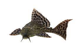 Plecostomus Care Guide