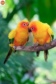 Https Www Facebook Com Wonderbirdspecies Sun Conure Aratinga Solstitialis North Eastern South America Iucn Red List Of Threatened động Vật Vẹt Chim đẹp