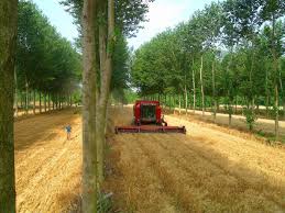 Commercial and intensive usually occurs in tropical climates, on both sides of the equator production system based on a large estate owned by an individual, family. Long Term Investment Unlocks Agricultural Profit Renature