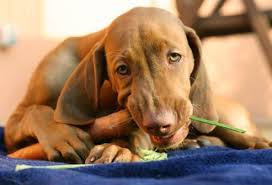 Apr 24, 2019 · dogs will eat carrots with very little prompting, and they are safe for dogs to eat. Are Carrots Safe For Dogs To Eat