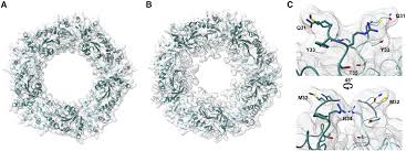 Structural determinants of multimerization and dissociation in 2-Cys  peroxiredoxin chaperone function: Structure