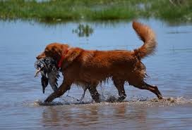 Image result for nova scotia duck tolling retrívr