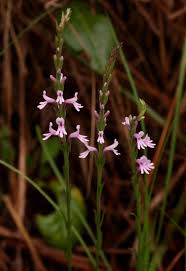 Image result for Striga bilabiata