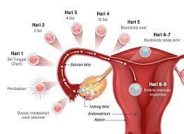 Pada fase ini pembelahan mitosis yang. Proses Pembuahan Fertilisasi Pada Manusia Honestdocs