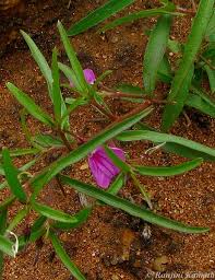 Image result for Afrohybanthus enneaspermus