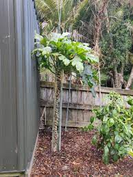 We did not find results for: Growing Zucchini Vertically Update I M Pretty Impressed With How It Went Gardening