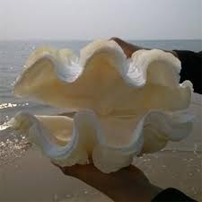 ✅ free shipping on many items! Extremely Rare Natural Conch Shell Snails Aquarium Home Decor Gift Ornaments Collection Sea Shells Rare Free Shipping In 2021 Sea Decor Giant Clam Clams