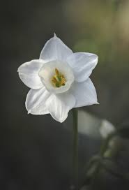 Narcissus Dubius Wild Daffodil In 2020 Daffodils Flowering Trees Narcissus