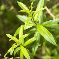 Lemon verbena belonging to verbenaceae family has various traditional medicinal uses. How To Grow And Care For Lemon Verbena