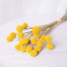 Maybe you would like to learn more about one of these? Free Shipping On Orders Over 35 Buy Dried Flowers Branch Farmhouse Stylet Craspedia Yellow Billy Balls Home De Dried Flower Wreaths Dried Flowers Billy Balls