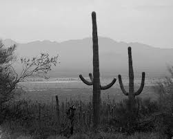 Perhaps call a local nursery and ask what they. Watch Those Saguaros They Sure Can Hurt You Desertusa Stories News