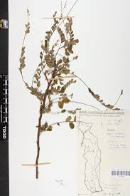 Image result for Phyllanthus gagnioevae