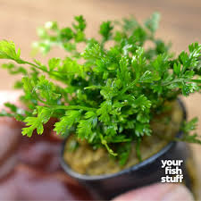 Image result for Bolbitis