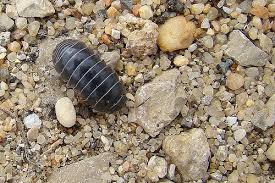 Maybe you would like to learn more about one of these? Ham Pie Sandwiches Garden Update Trapping Pillbugs For Fun Profit