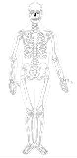 Human Skeleton Pictures With Labels Koibana Info Human Skeleton Human Anatomy Drawing Human Figure Drawing