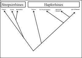 Mutations that involve changes in one or a few nucleotides occur at a single point in the dna sequence generally occur during replication. Rate Variation During Molecular Evolution Creationism And The Cytochrome C Molecular Clock Evolution Education And Outreach Full Text