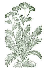 Nature Tattoos Nature Artwork Paintings Yarrow Flower Tattoo