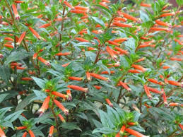 It provides a great cover for trellises and fences that is the perfect alternative to its invasive, foreign cousins. How To Use Orange In The Flower Garden Horticulture