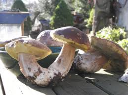 Les arbustes à fleurs comme les cistes, les céanotus, les rosiers, etc. La Saison Des Champignons Bat Son Plein Meteo Environnement Et Societe Les Forums D Infoclimat