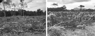 Image result for Diospyros mweroensis