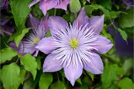 Image result for Clematis simensis