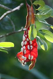 Image result for Capparis citrifolia