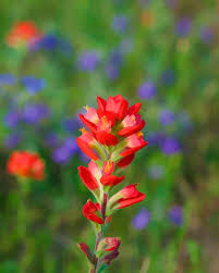 Indian paintbrush (castilleja coccinea)by christopher david benda. Posterized Flower Indian Paintbrush Photograph By Gregory Scott