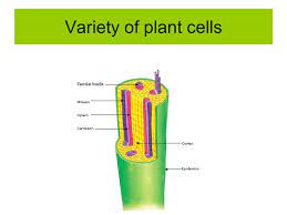 Maybe you would like to learn more about one of these? Variety Of Plant Cells There Are 2 Types Of Vascular Transport Tissue Found Throughout The Plant Xylem Tissue Consists Of 1 Xylem Vessels Ppt Download