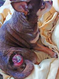 For dogs over 4 months, the interval and number of vaccine boosters given will depend on immunity. The Rabies Vaccine For Dogs Side Effects And Precautions You Can Take
