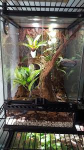 12x12x18 Bioactive Terrarium Gecko Terrarium Frog Terrarium Gecko Habitat