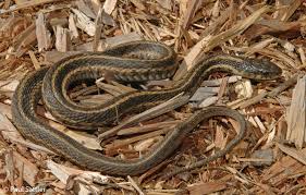 We did not find results for: Eastern Gartersnake