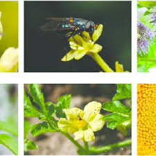 For example, bees bees switch to colour vision (giurfa et al. Pdf Non Bee Insects Are Important Contributors To Global Crop Pollination