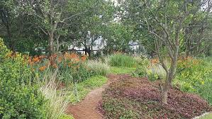 Image result for Coddia rudis