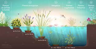 Les plantes palustres ont toujours les pieds dans l'eau. Plantes De Bassin Pepiniere Santonine Plantes Aquatiques