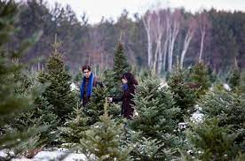 Cut your own christmas tree nh. Northeast Christmas Tree Farms Where You Can Cut Your Own Tree Your Aaa Network