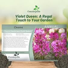 Image result for Cleome schimperi
