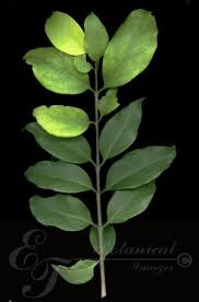 Image result for Canthium inerme