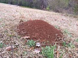 Once ants settle in, it seems almost impossible to remove them entirely and using modern this is exactly why we have for you some of the best and most natural methods to get rid of ants in a jiffy. Fall Is The Best Time To Treat For Fire Ants Caes Newswire