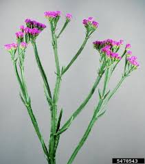 Image result for Limonium sinuatum