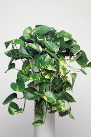 They create a sense of calm and tranquility. 10 Of The Best Low Light Indoor Plants And How To Grow Them Better Homes And Gardens